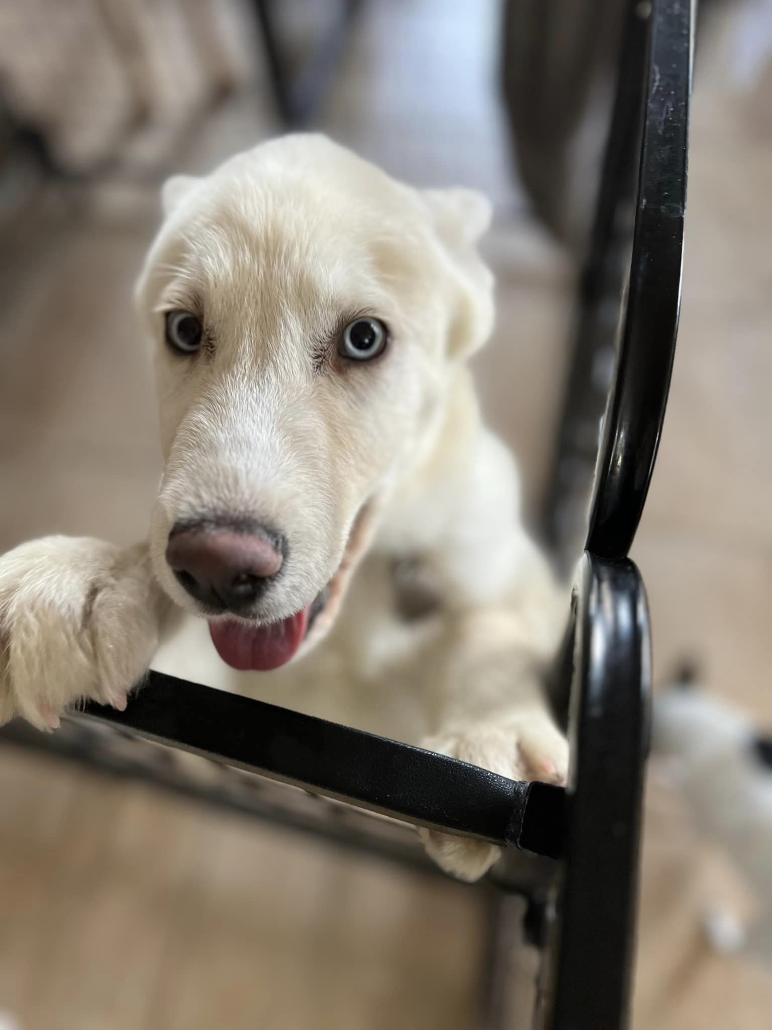 Puddles, an adoptable Siberian Husky in West Richland, WA, 99353 | Photo Image 6