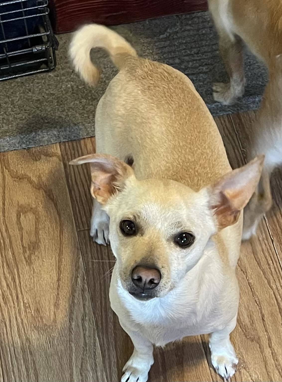 Snickers