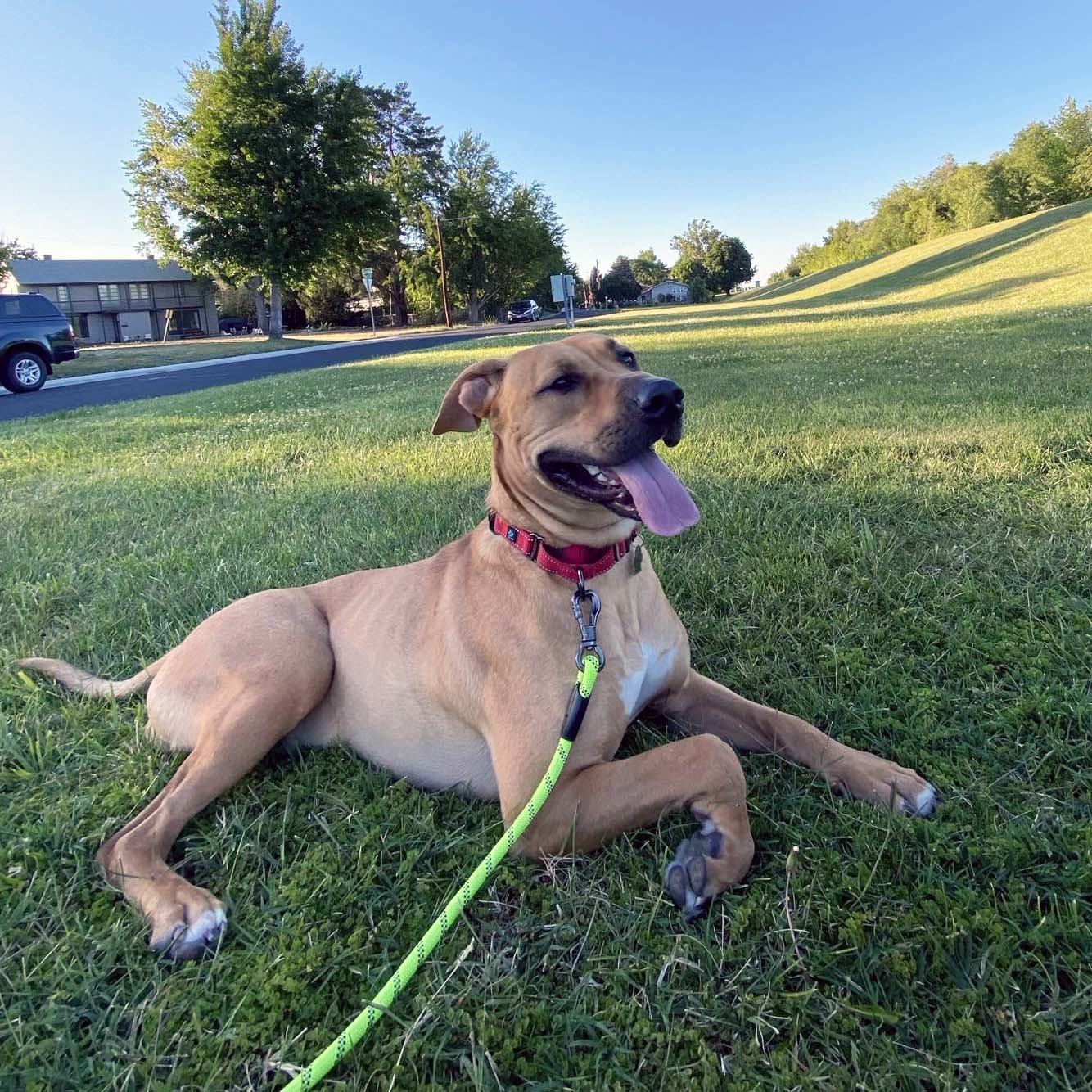Bart, an adoptable Black Mouth Cur in West Richland, WA, 99353 | Photo Image 1