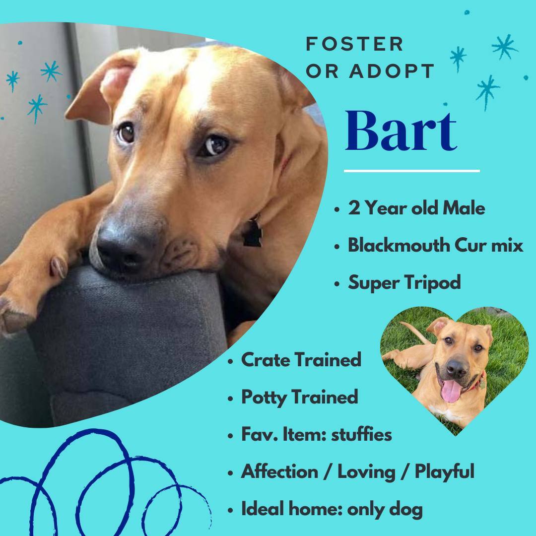 Bart