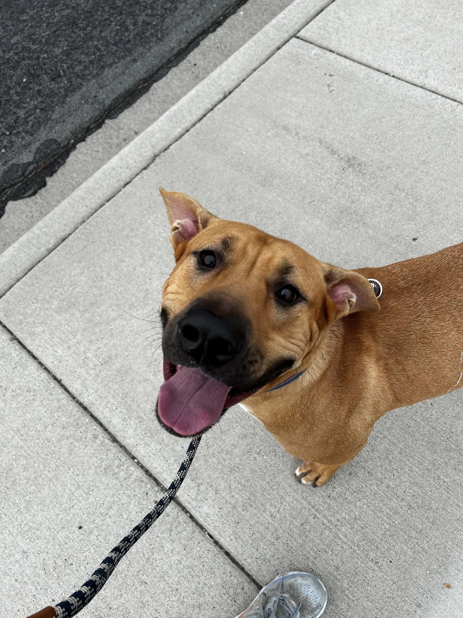 Bart, an adoptable Black Mouth Cur in West Richland, WA, 99353 | Photo Image 3