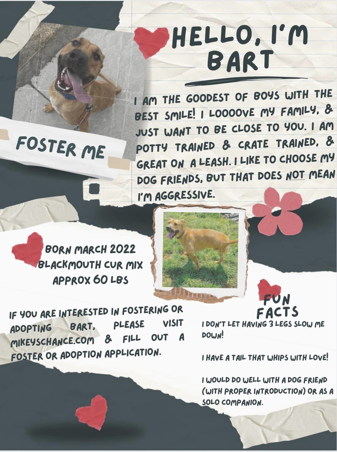 Bart, an adoptable Black Mouth Cur in West Richland, WA, 99353 | Photo Image 4