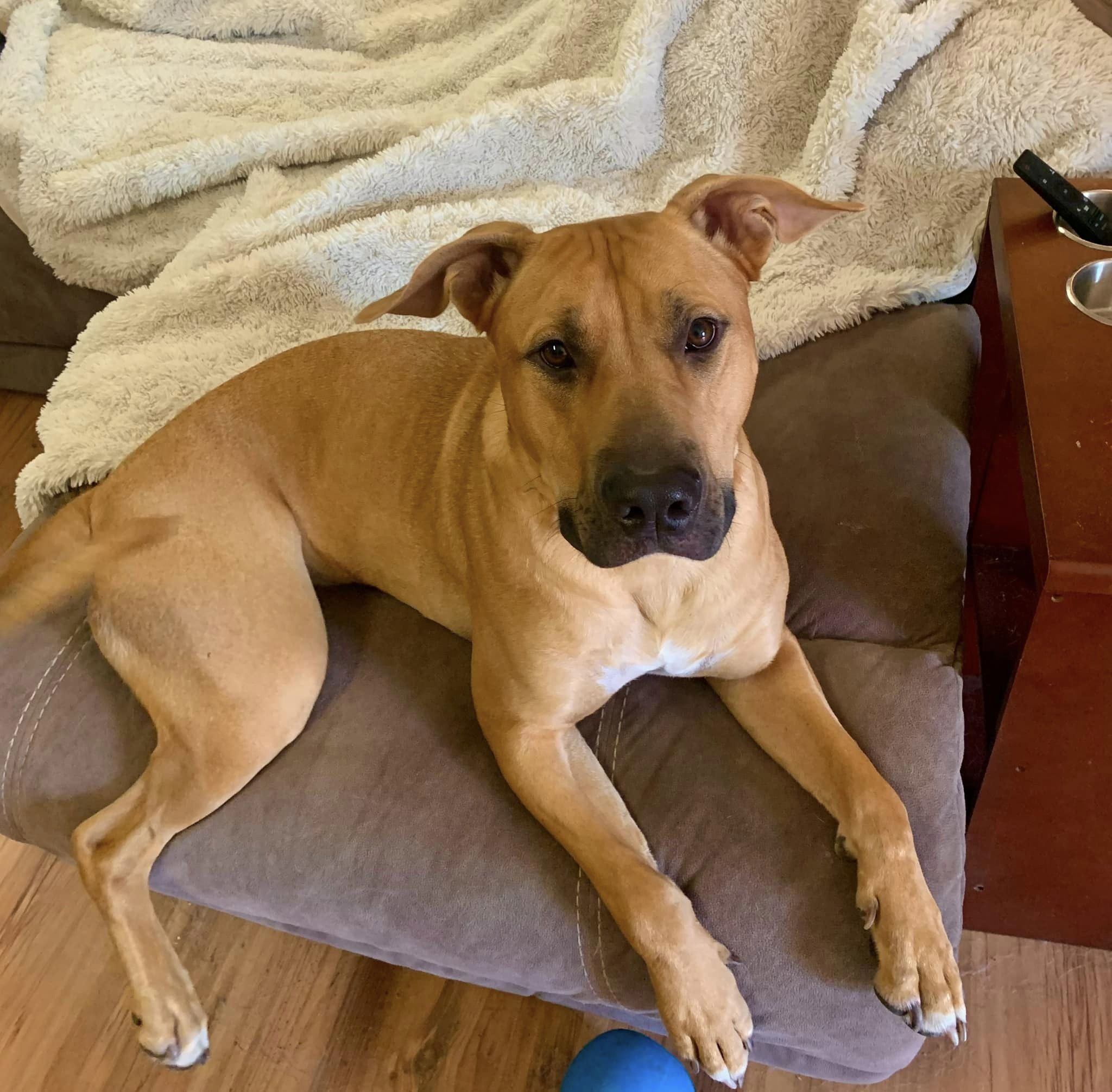 Bart, an adoptable Black Mouth Cur in West Richland, WA, 99353 | Photo Image 5
