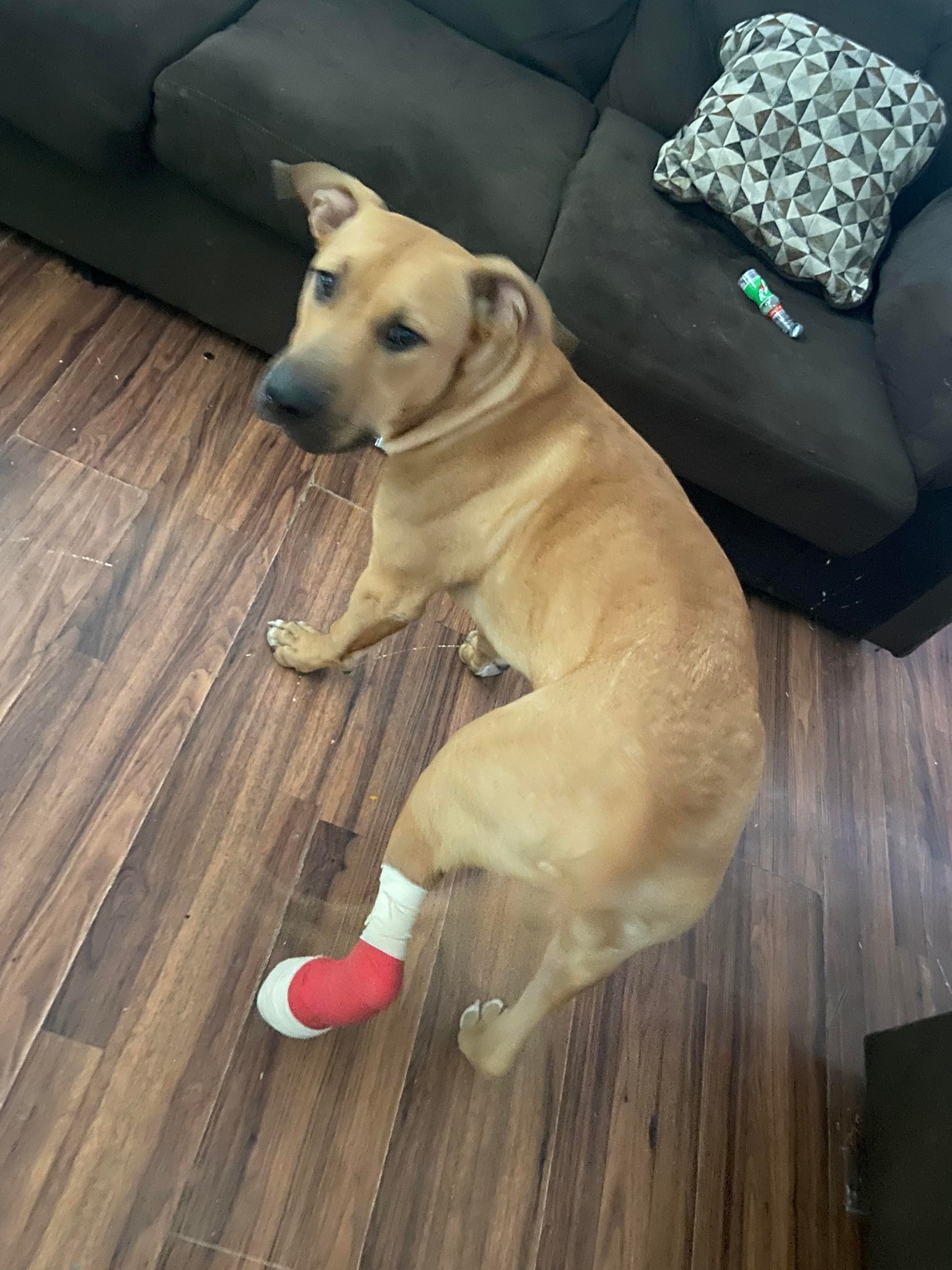 Bart, an adoptable Black Mouth Cur in West Richland, WA, 99353 | Photo Image 6