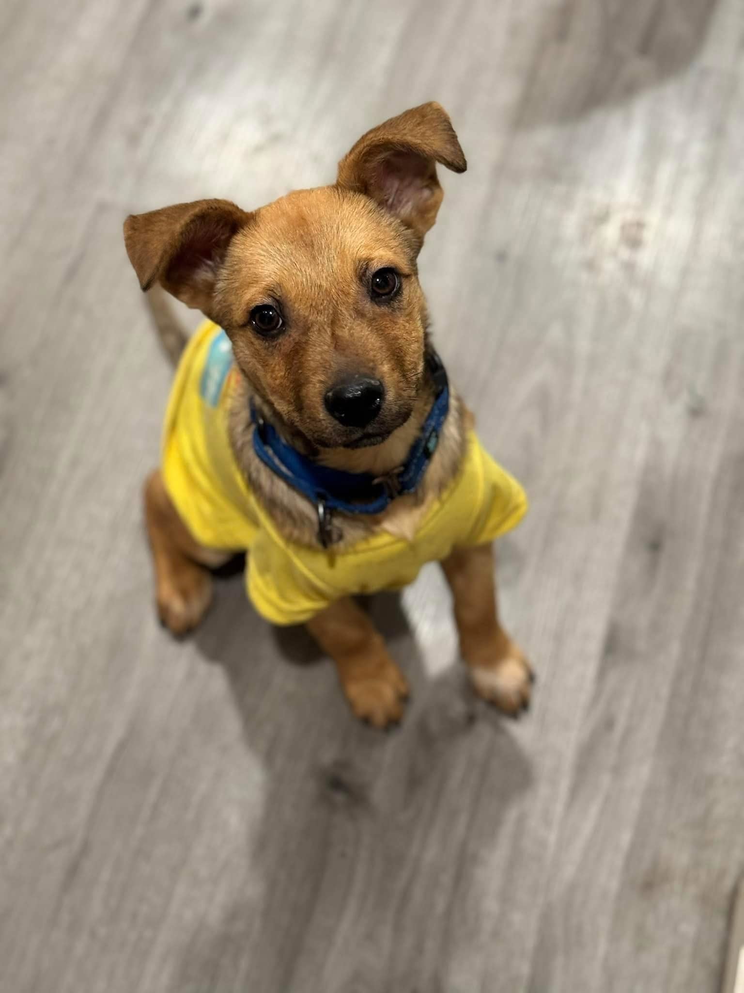 Oscar