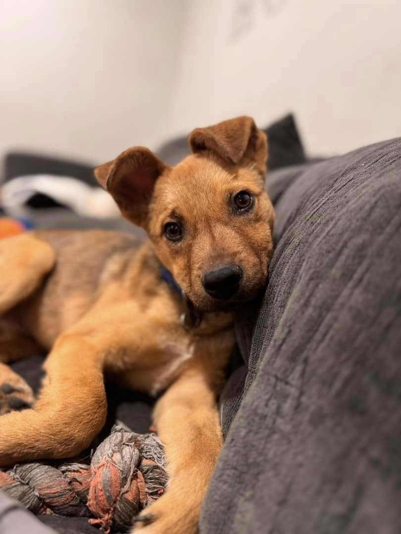 Oscar