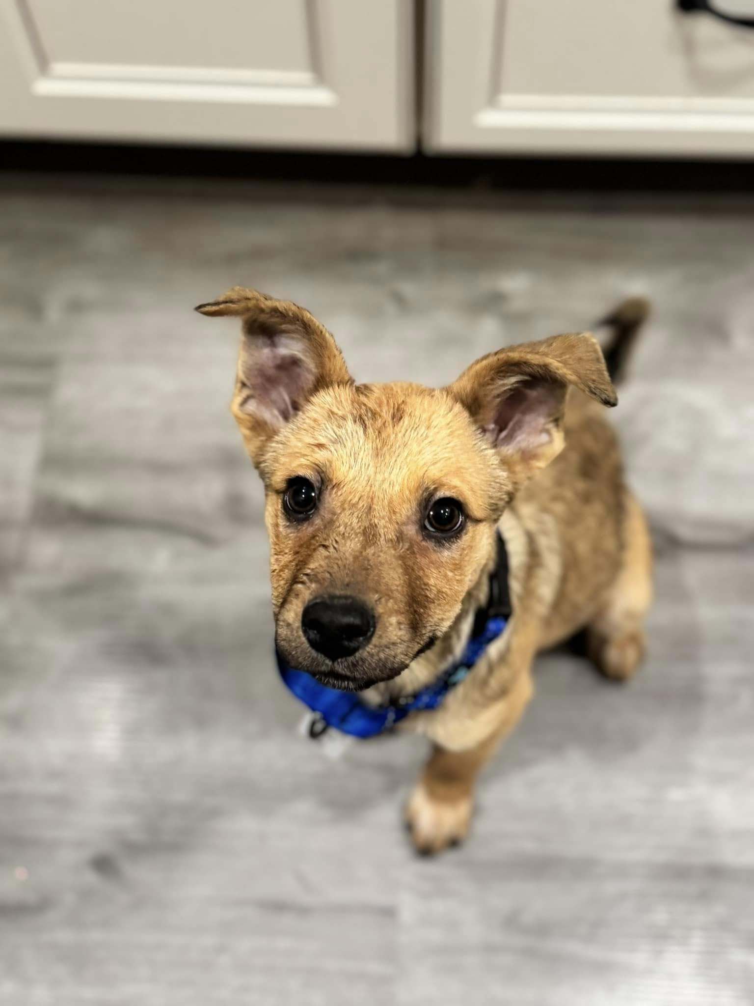 Oscar