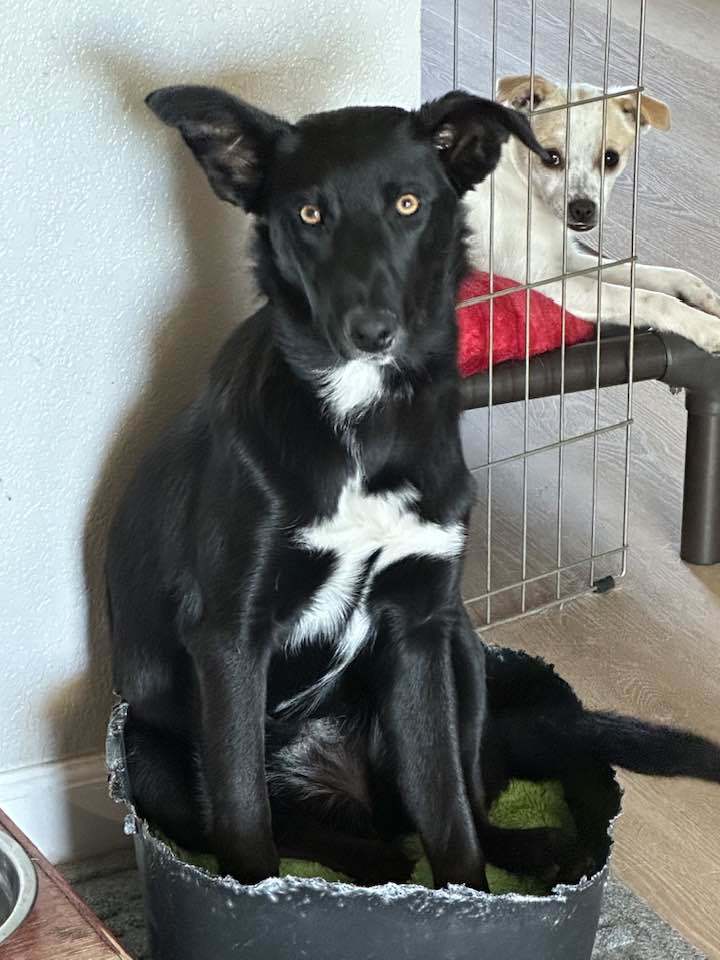 Sakari