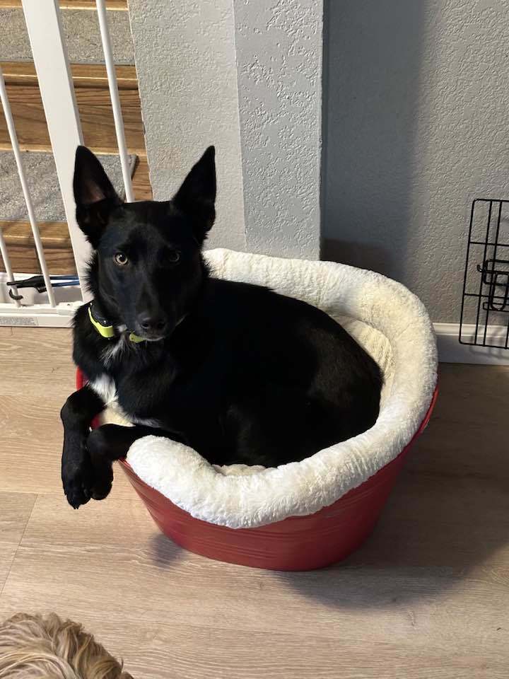 Sakari