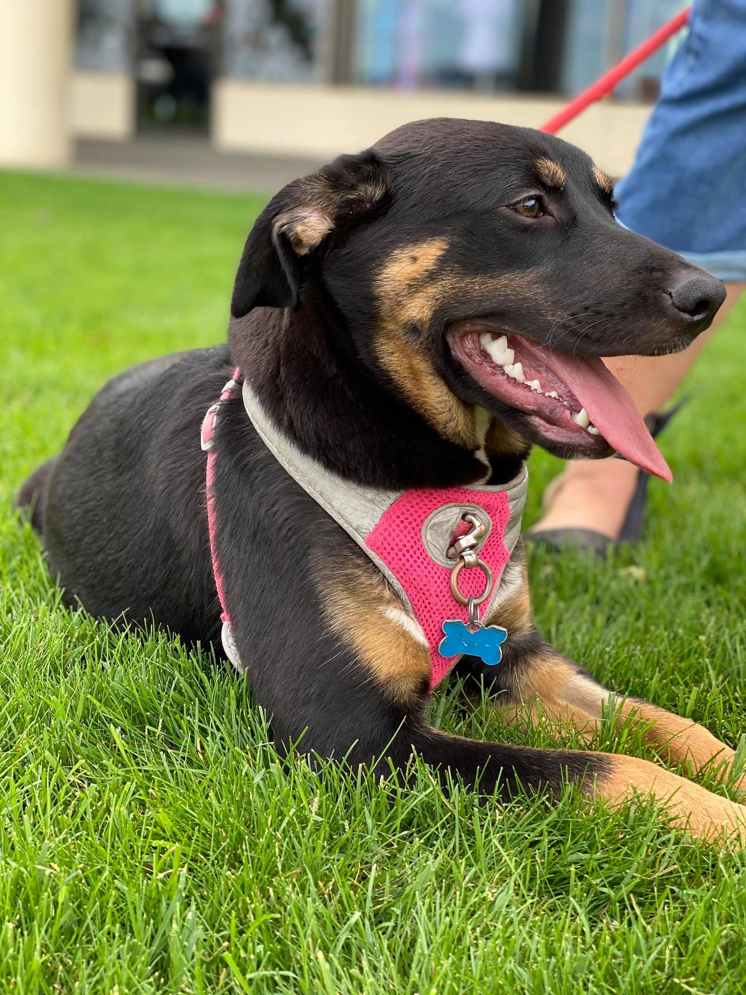 Lily, an adoptable German Shepherd Dog in West Richland, WA, 99353 | Photo Image 3