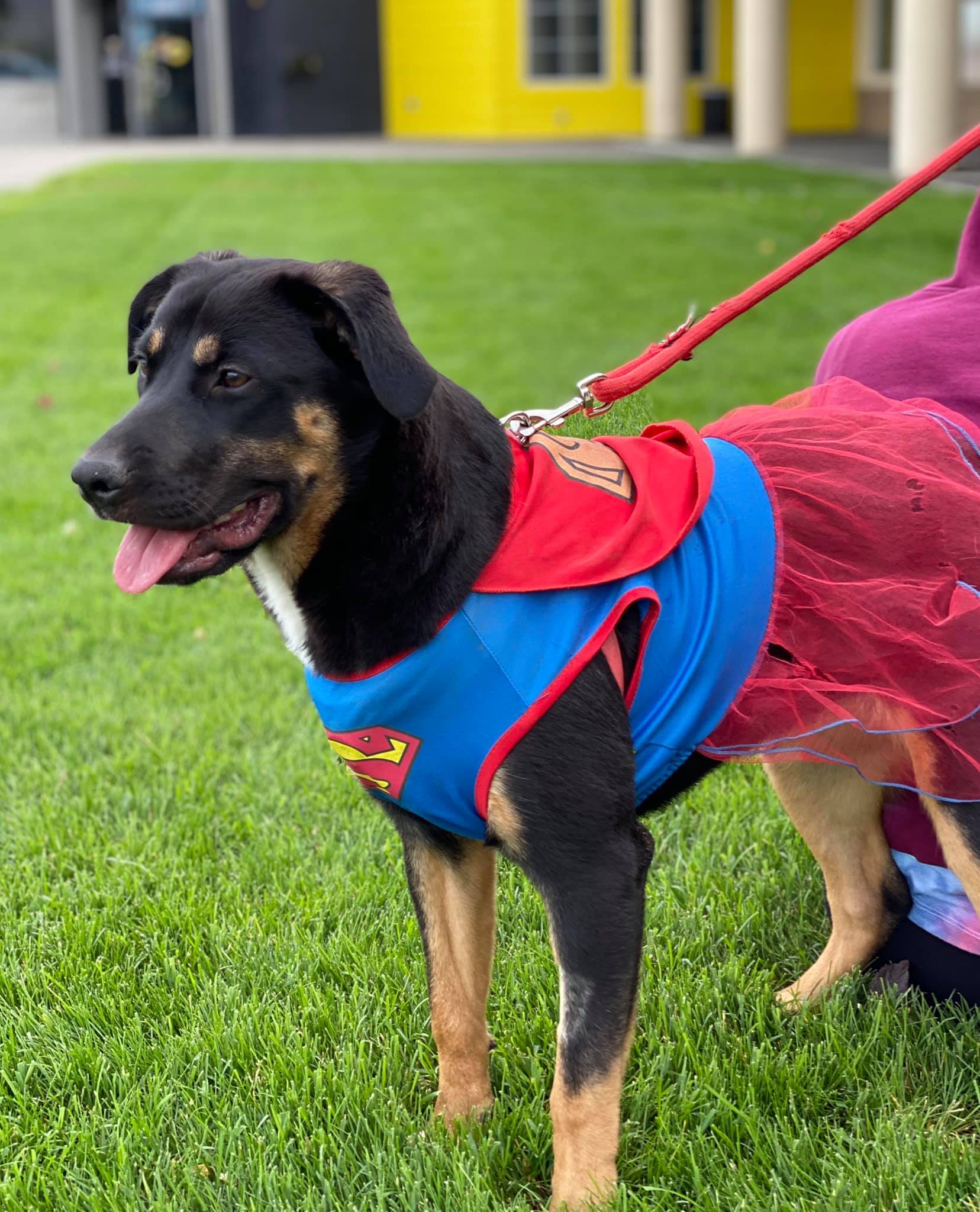 Lily, an adoptable German Shepherd Dog in West Richland, WA, 99353 | Photo Image 4