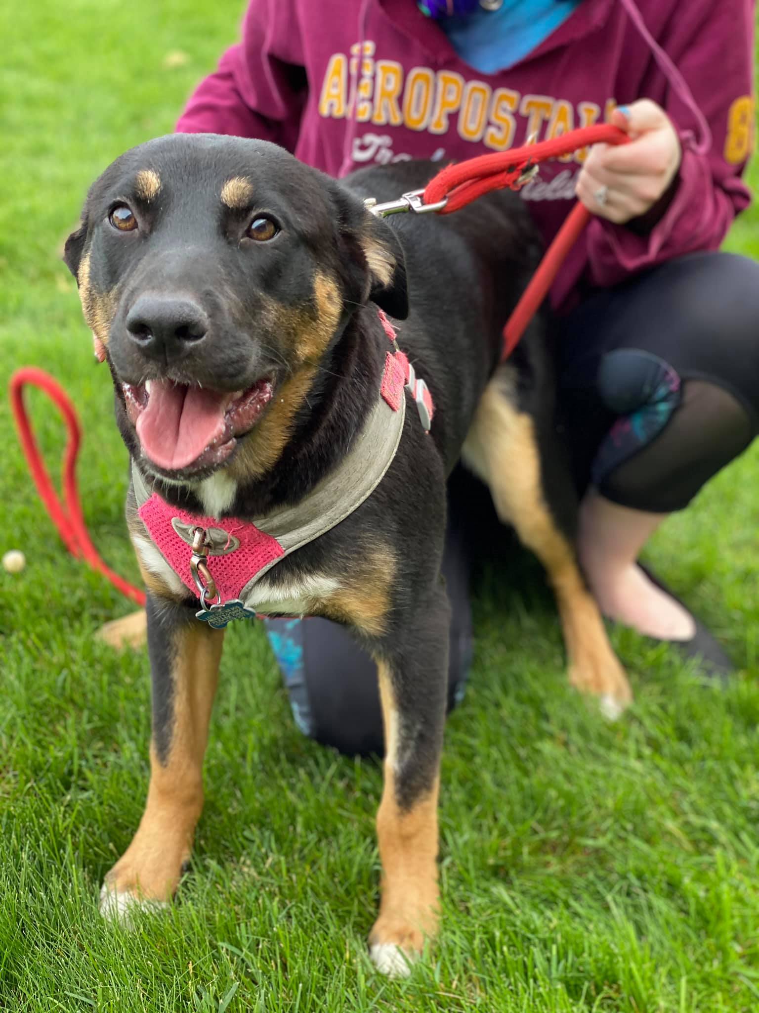 Lily, an adoptable German Shepherd Dog in West Richland, WA, 99353 | Photo Image 6