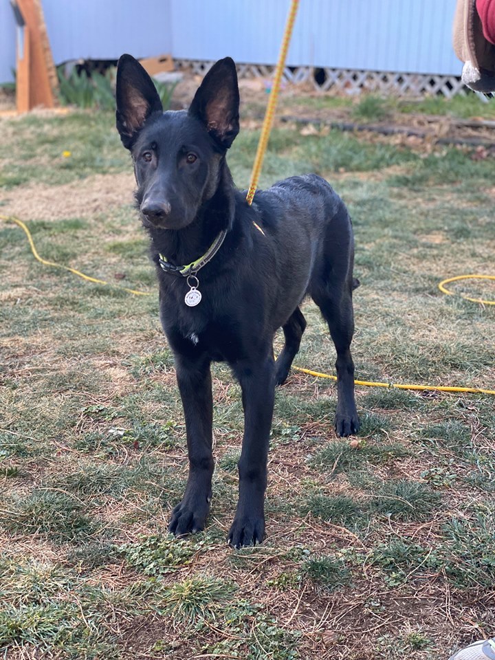 Lando