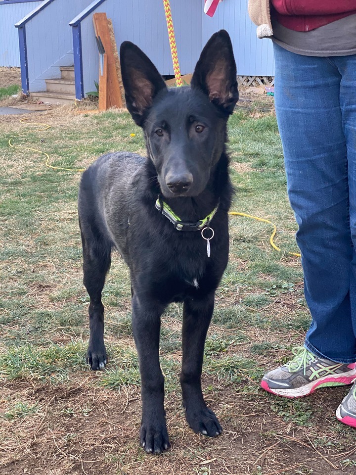 Lando