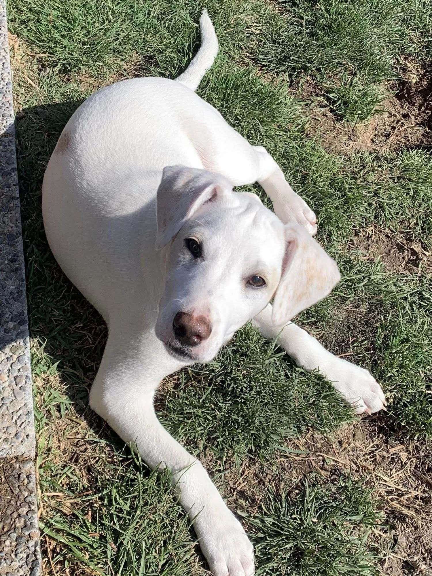 Blitzen