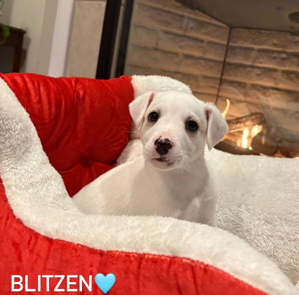 Blitzen