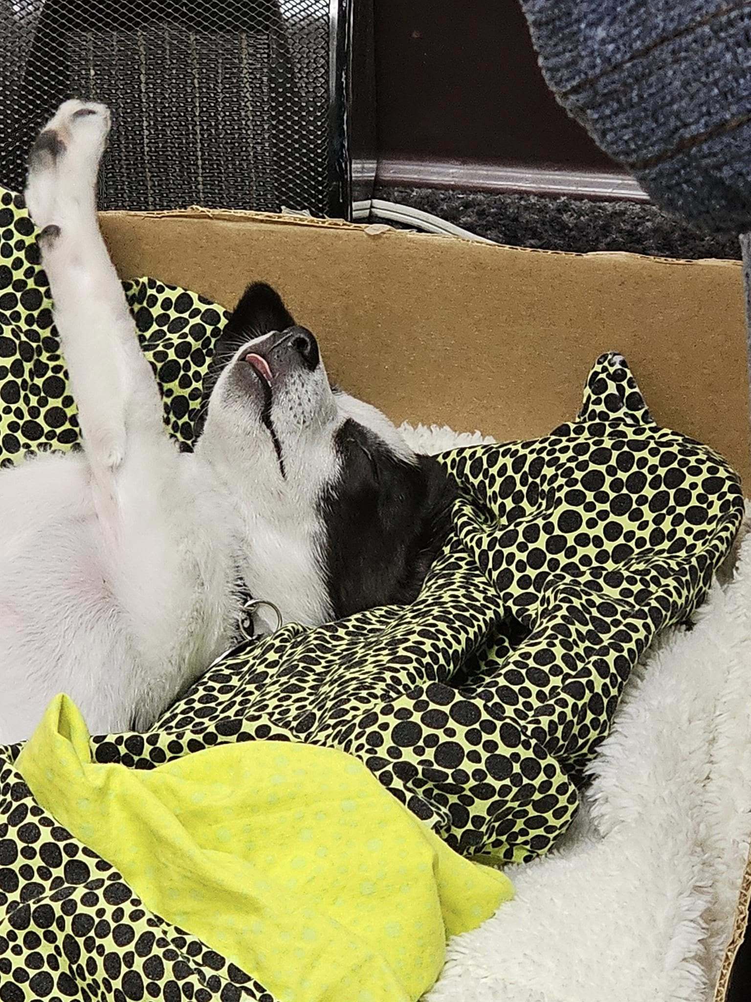 Pongo