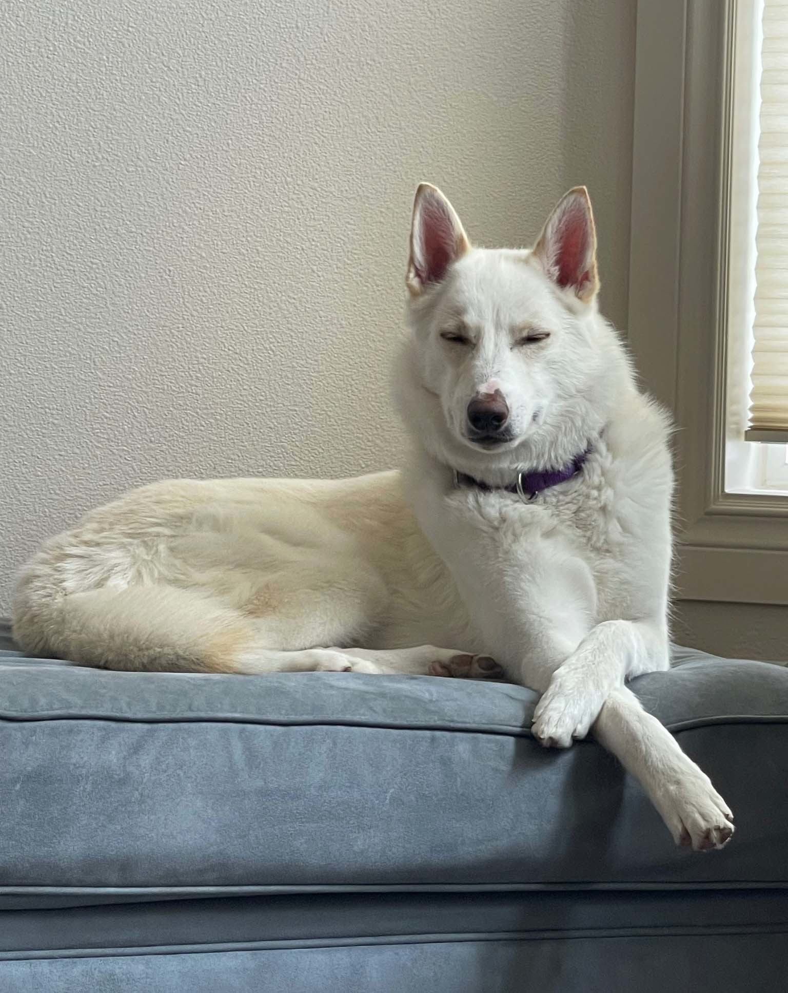 Phoebe