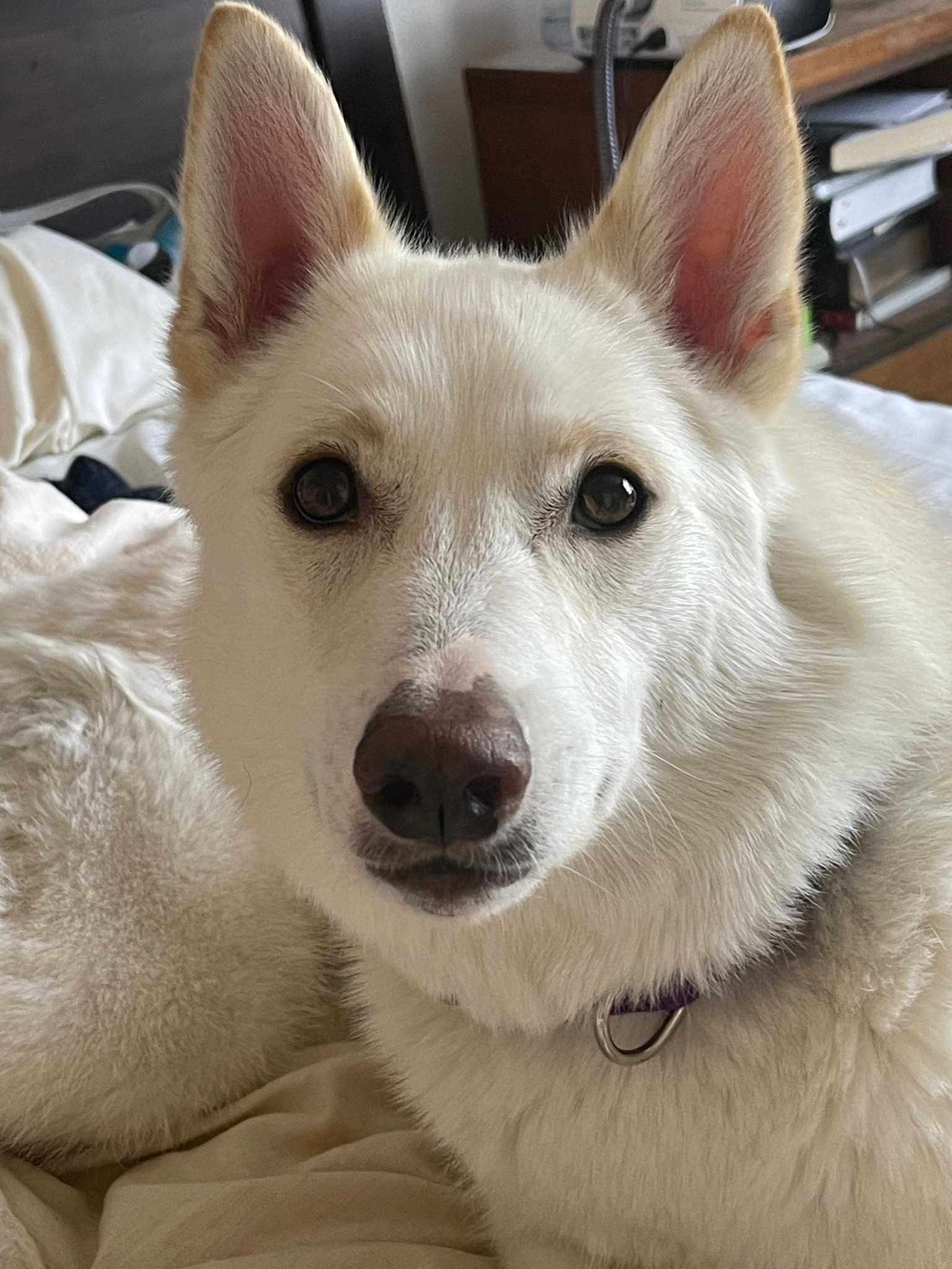 Phoebe