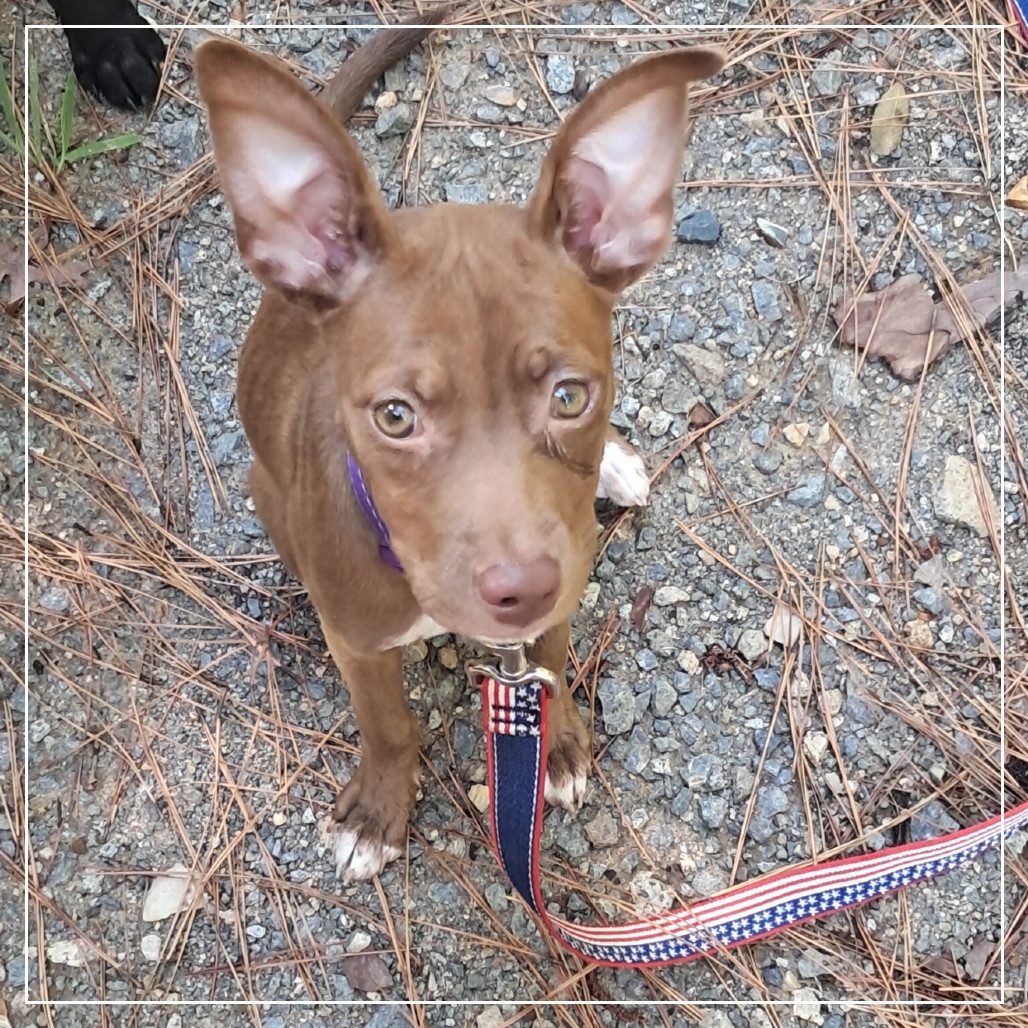 Cocoa
