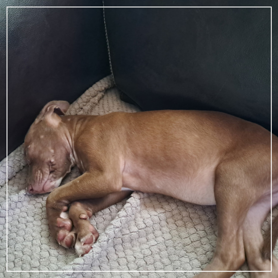 Cocoa