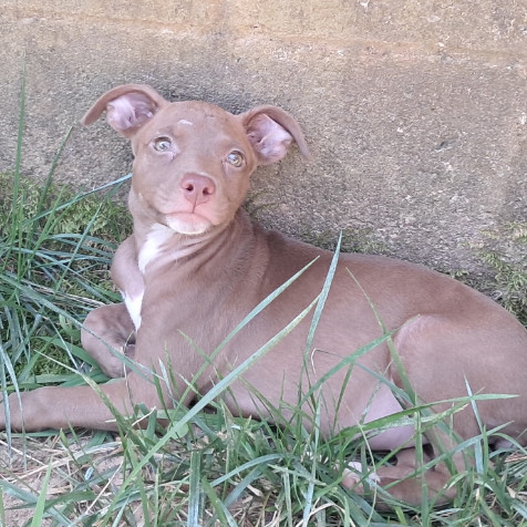 Cocoa