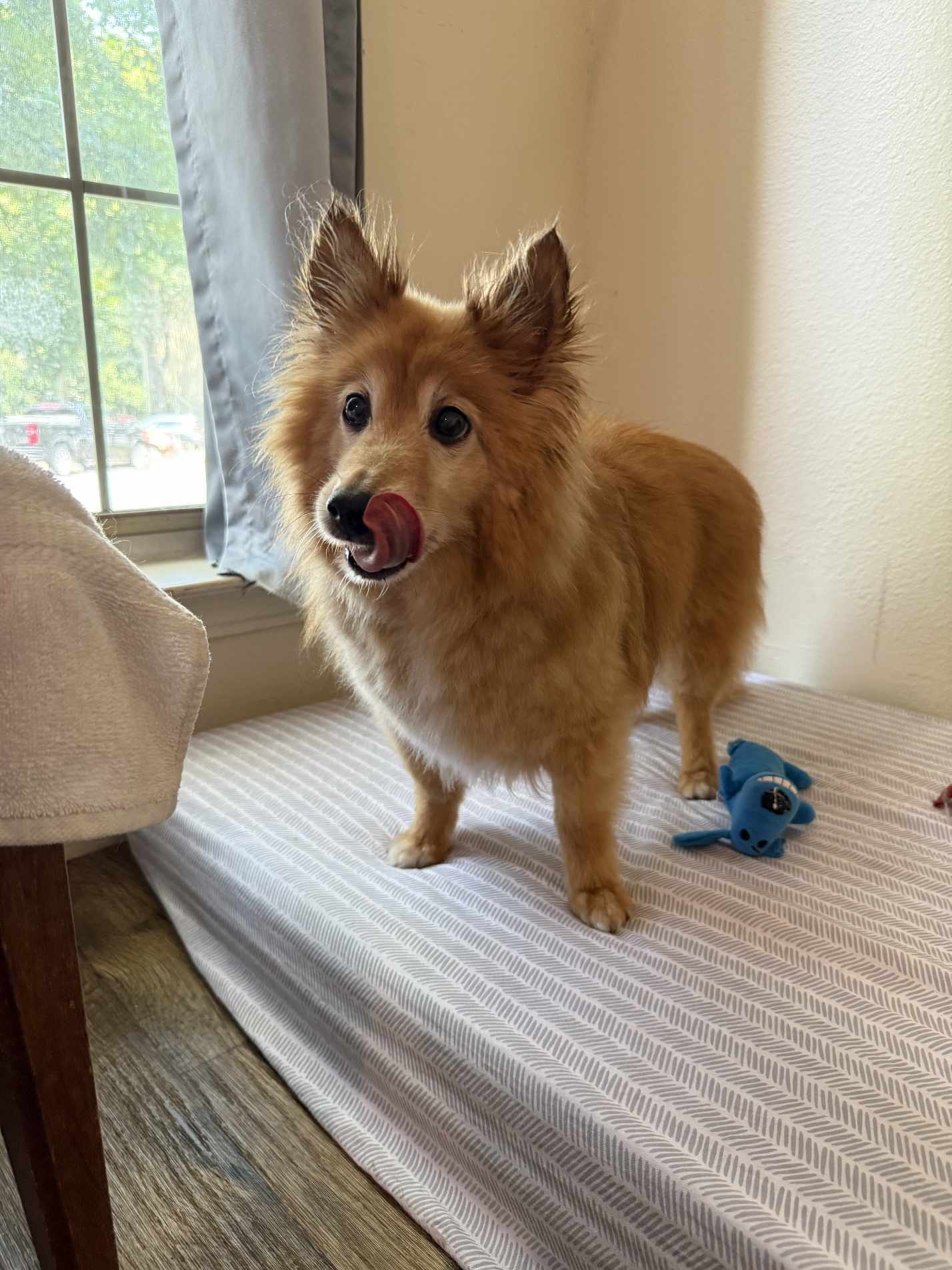 Rocky, an adoptable Spitz in Ceres, VA, 24318 | Photo Image 1
