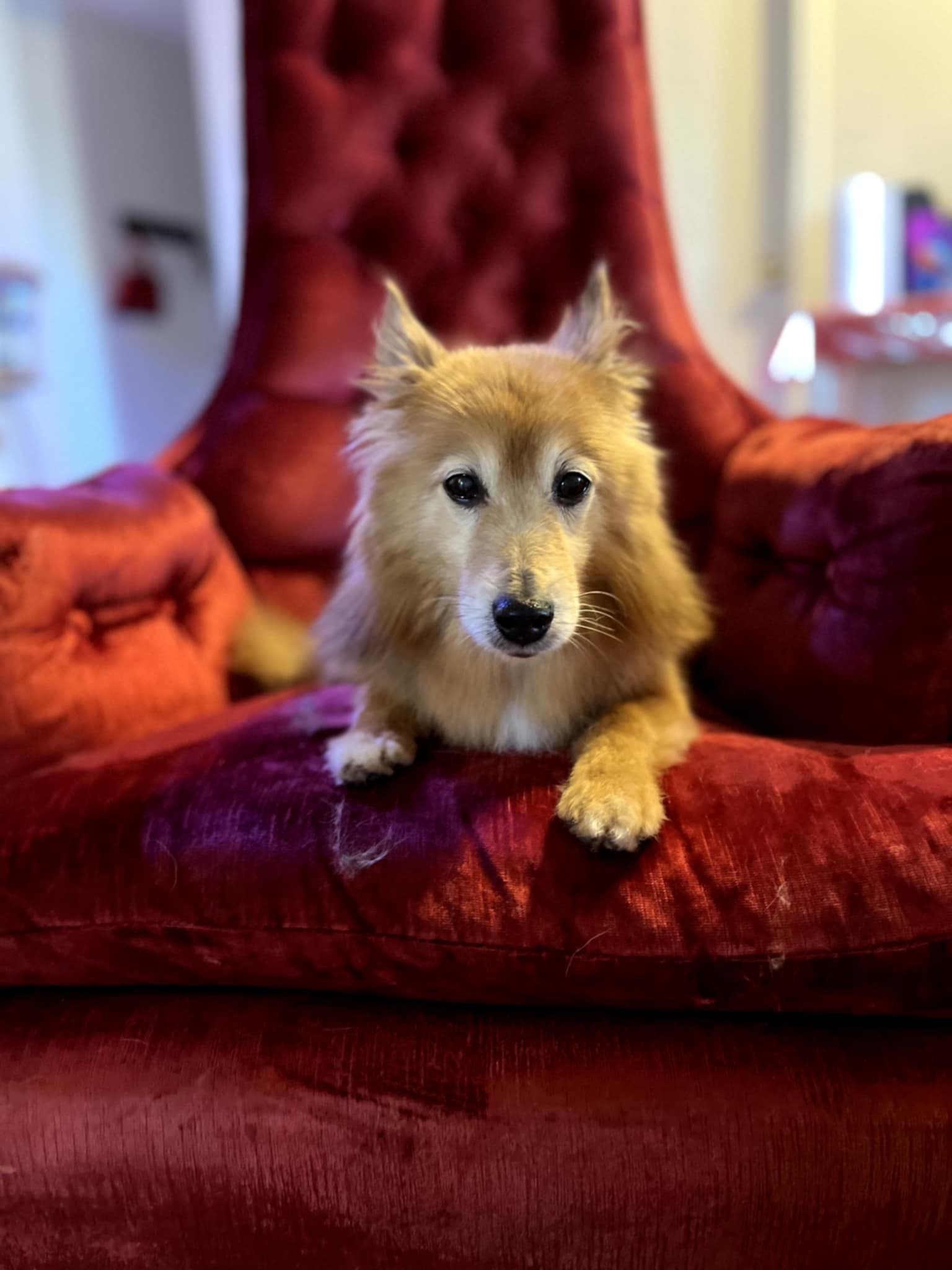 Rocky, an adoptable Spitz in Ceres, VA, 24318 | Photo Image 2