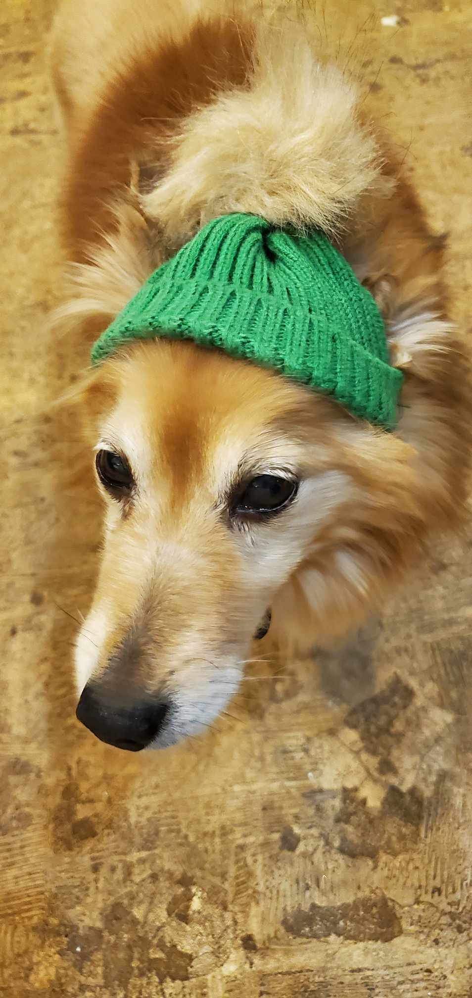 Rocky, an adoptable Spitz in Ceres, VA, 24318 | Photo Image 3