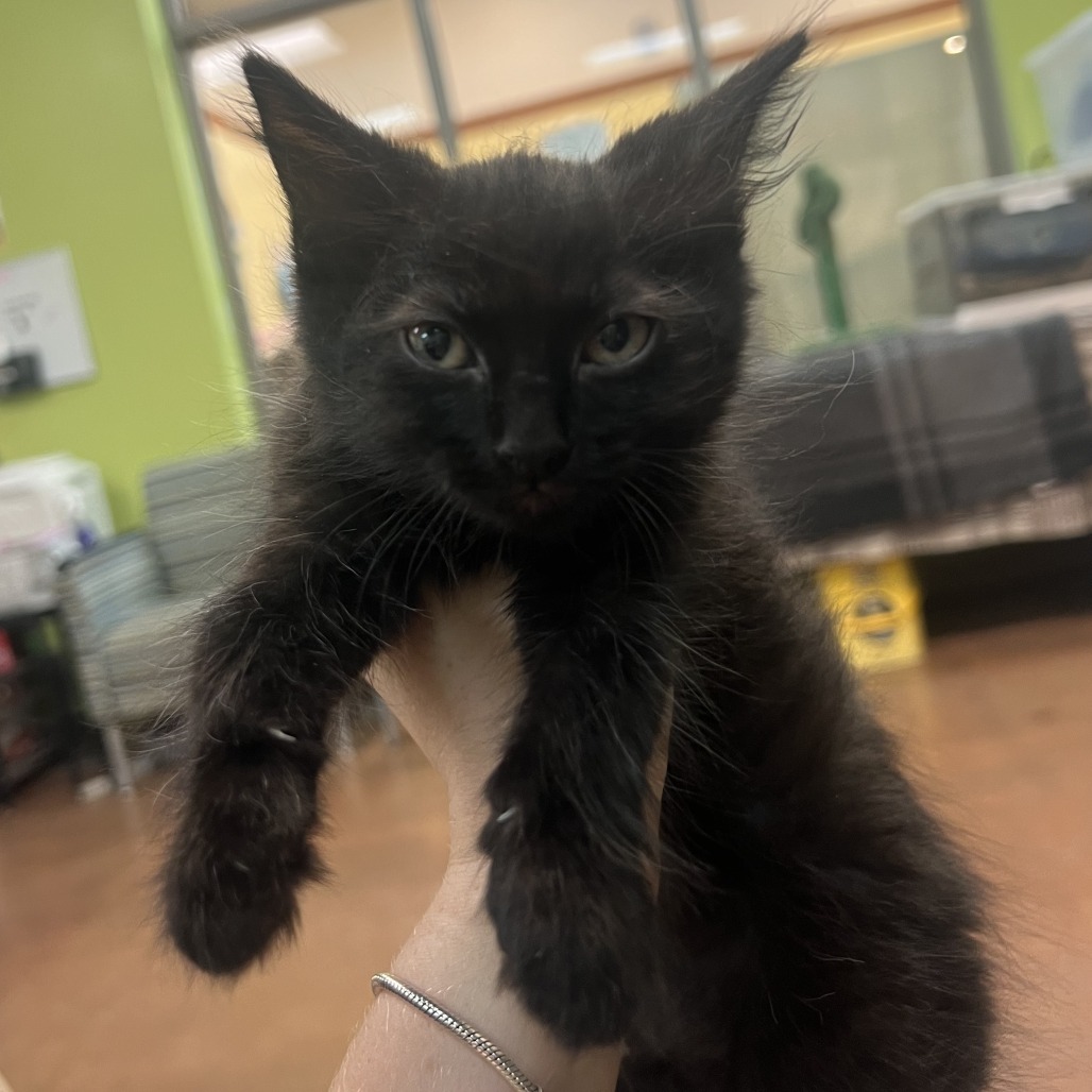 Kiki