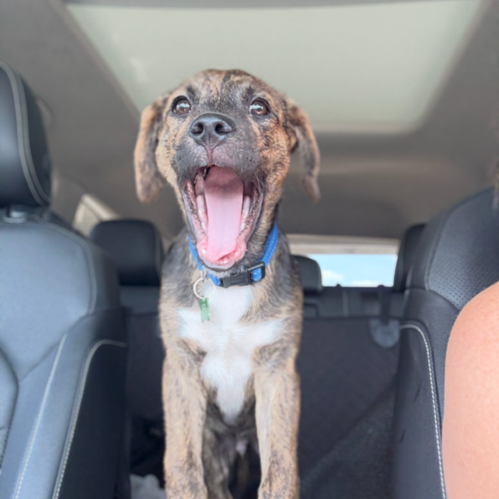 Oakley