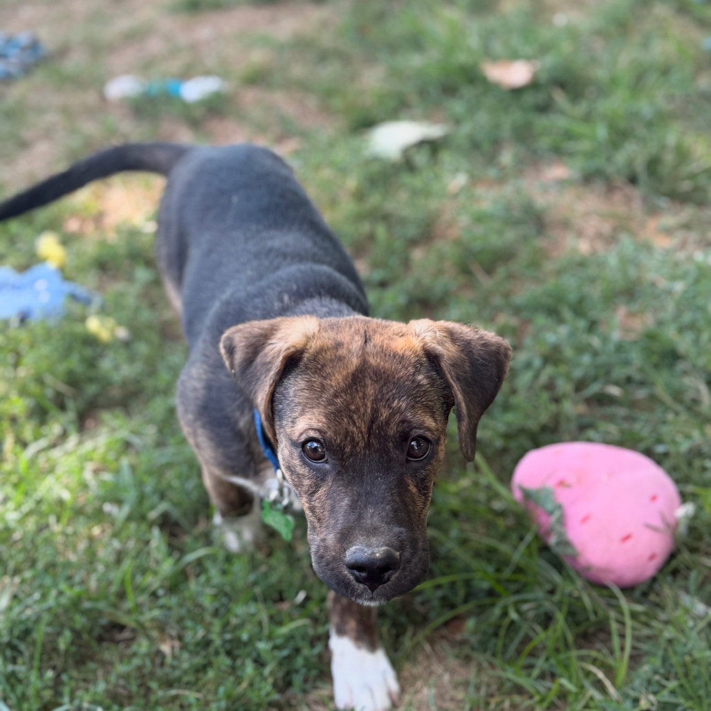 Oakley