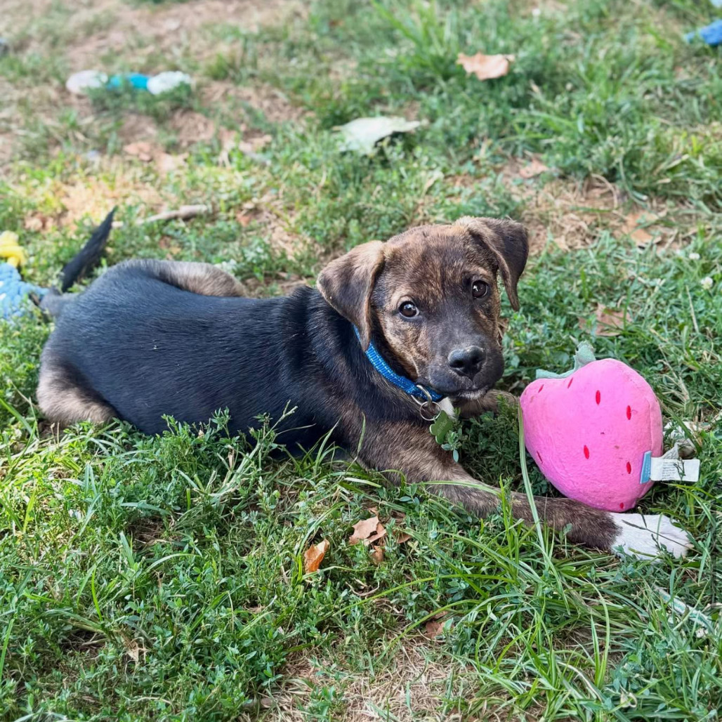 Oakley