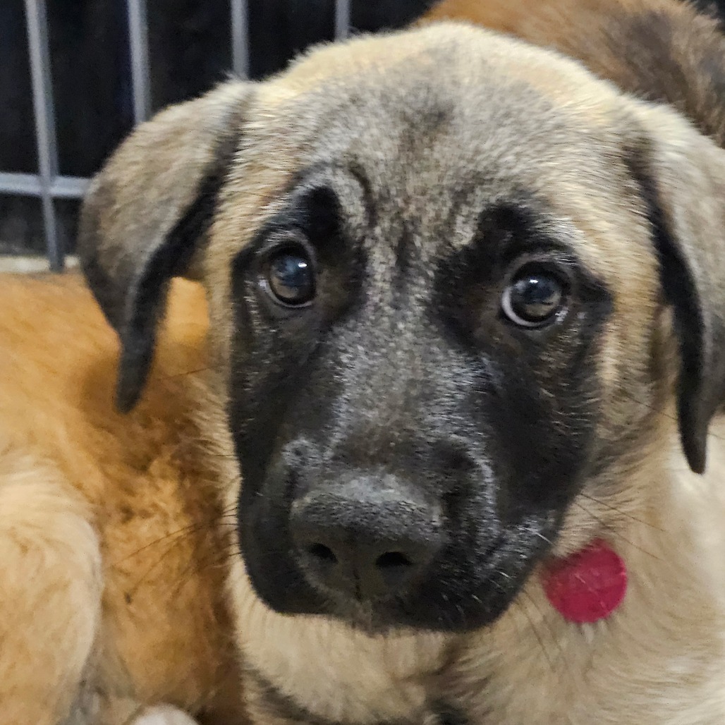 Mary, an adoptable Mixed Breed in Bismarck, ND, 58507 | Photo Image 1