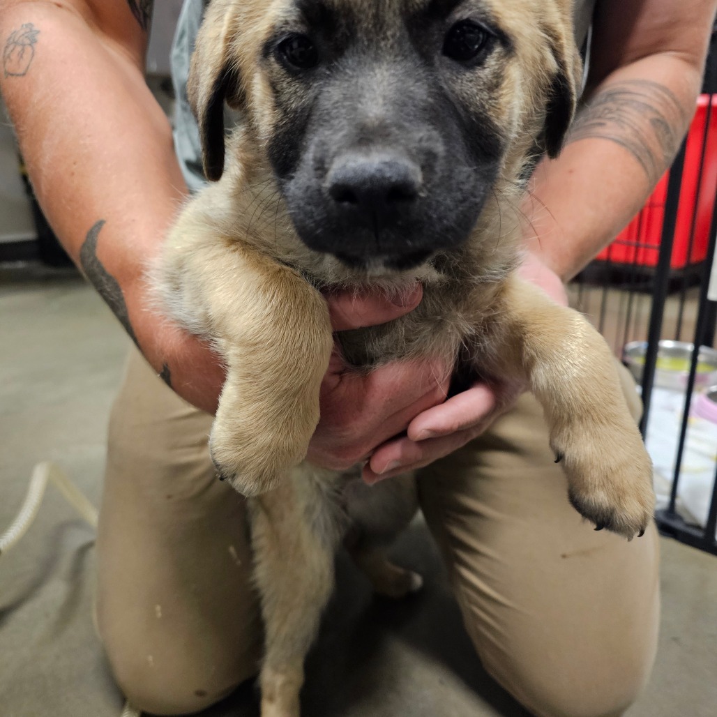 Mary, an adoptable Mixed Breed in Bismarck, ND, 58507 | Photo Image 2