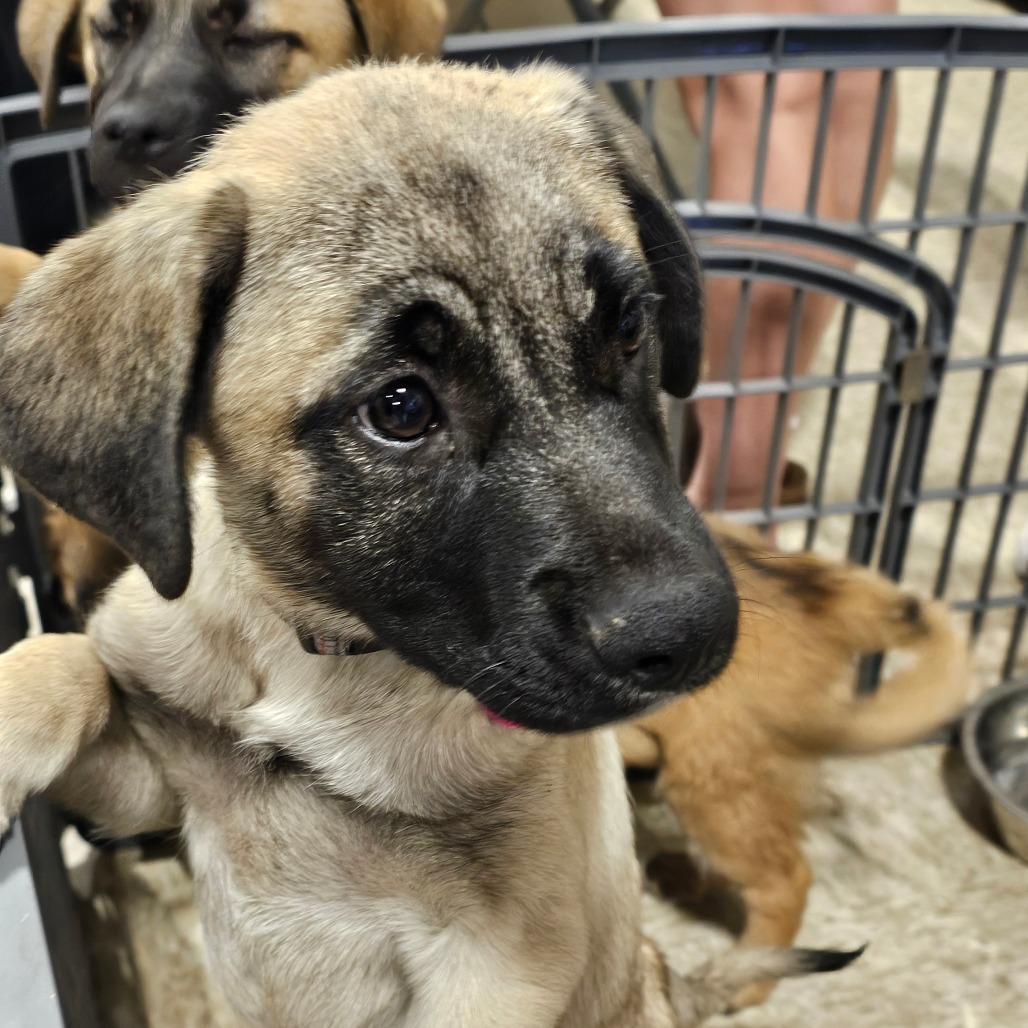 Mary, an adoptable Mixed Breed in Bismarck, ND, 58507 | Photo Image 3