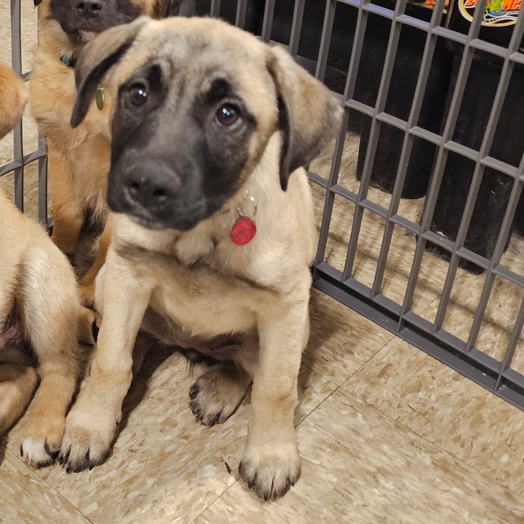Mary, an adoptable Mixed Breed in Bismarck, ND, 58507 | Photo Image 4