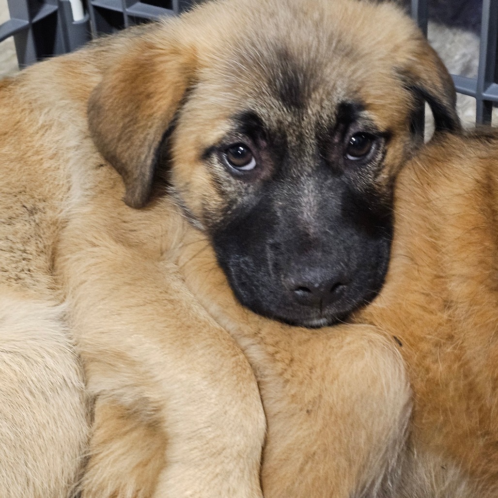 Sarah, an adoptable Mixed Breed in Bismarck, ND, 58507 | Photo Image 1