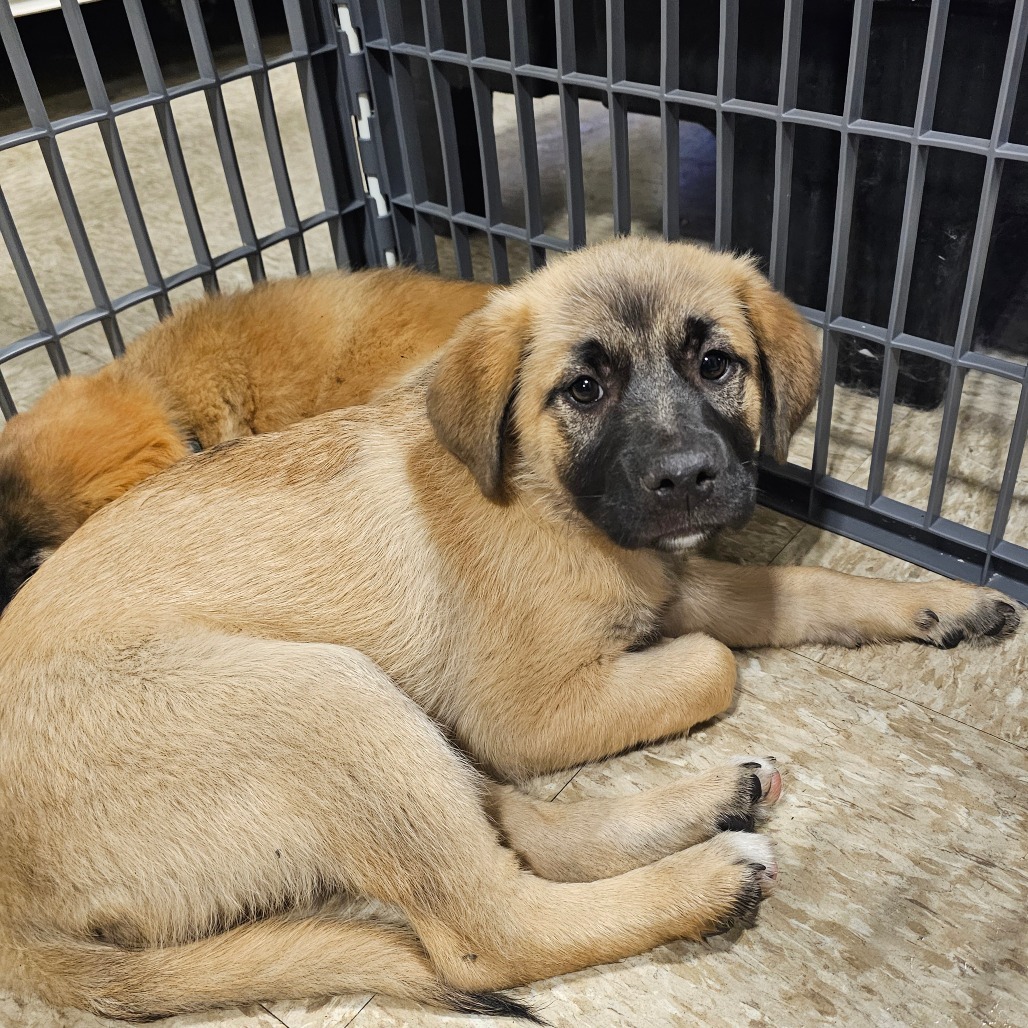 Sarah, an adoptable Mixed Breed in Bismarck, ND, 58507 | Photo Image 2