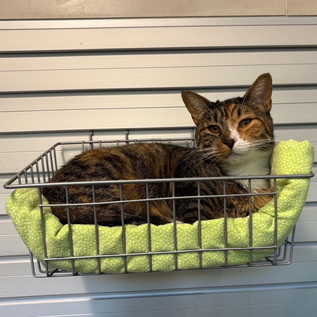 Hello, an adoptable Domestic Short Hair in Hailey, ID, 83333 | Photo Image 1