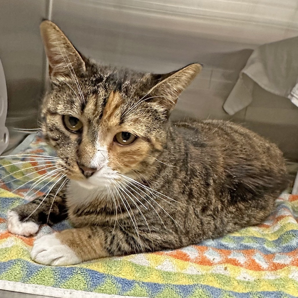 Hello, an adoptable Domestic Short Hair in Hailey, ID, 83333 | Photo Image 2