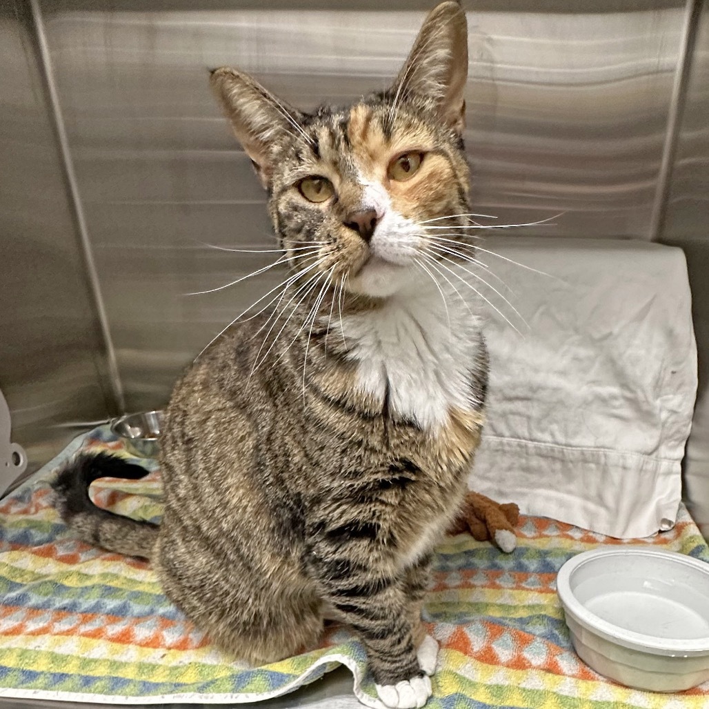 Hello, an adoptable Domestic Short Hair in Hailey, ID, 83333 | Photo Image 3