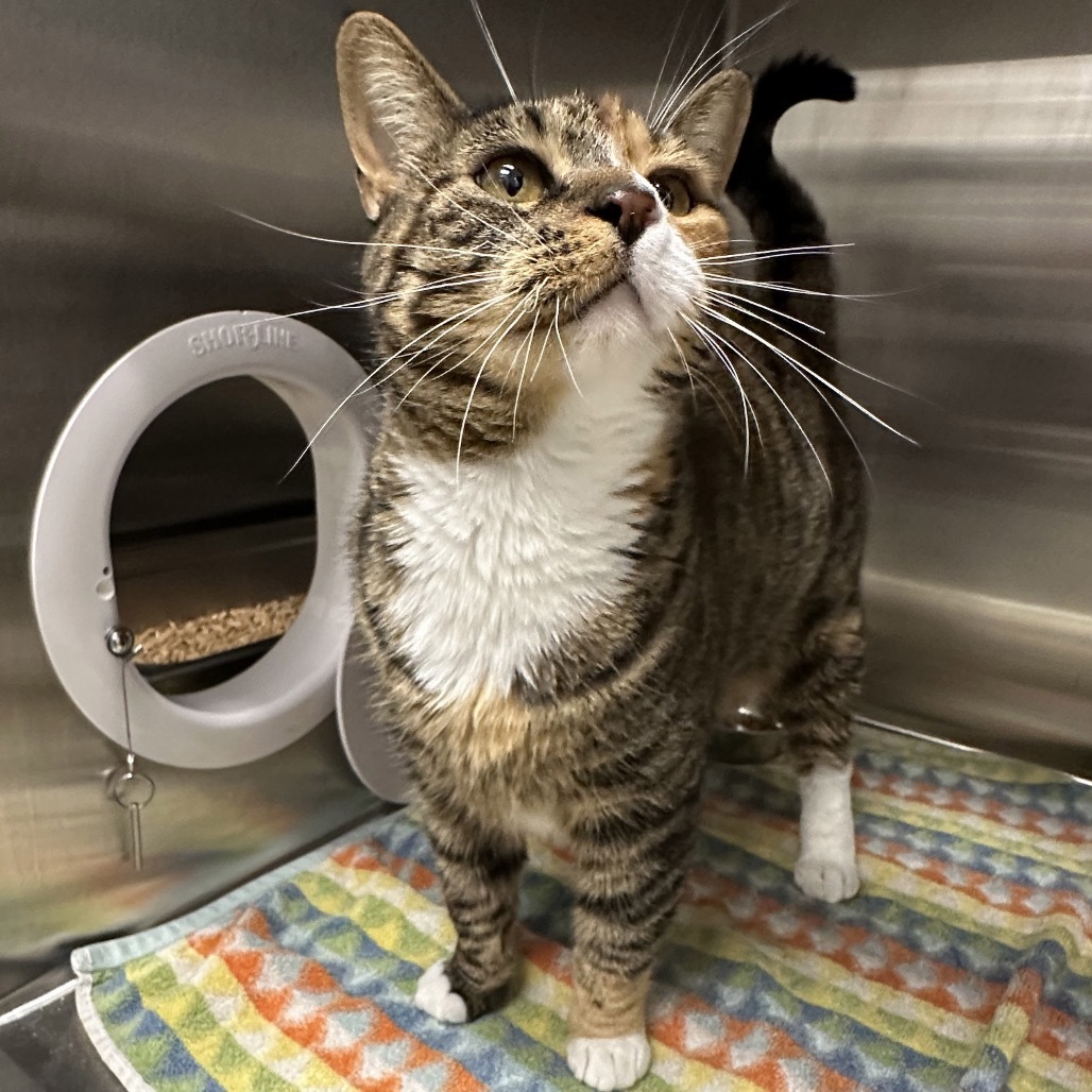 Hello, an adoptable Domestic Short Hair in Hailey, ID, 83333 | Photo Image 4