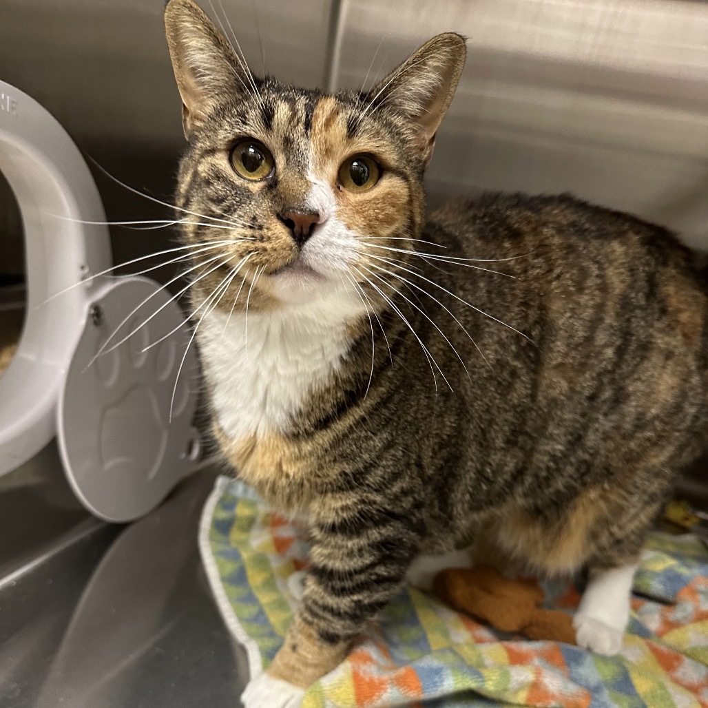 Hello, an adoptable Domestic Short Hair in Hailey, ID, 83333 | Photo Image 5