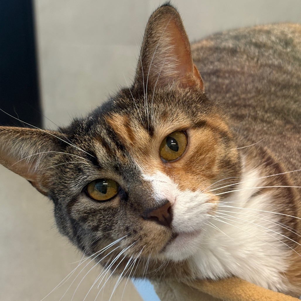 Hello, an adoptable Domestic Short Hair in Hailey, ID, 83333 | Photo Image 6