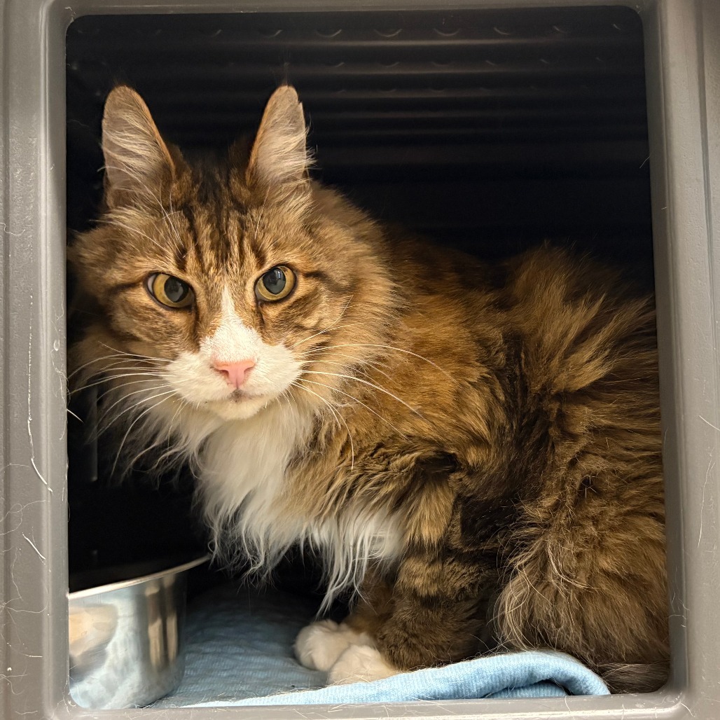 Rascal, an adoptable Domestic Long Hair in Hailey, ID, 83333 | Photo Image 1