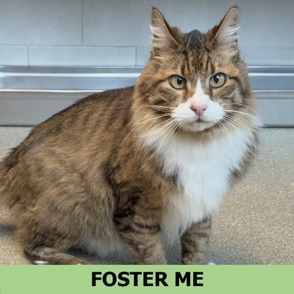 Rascal, an adoptable Domestic Long Hair in Hailey, ID, 83333 | Photo Image 1