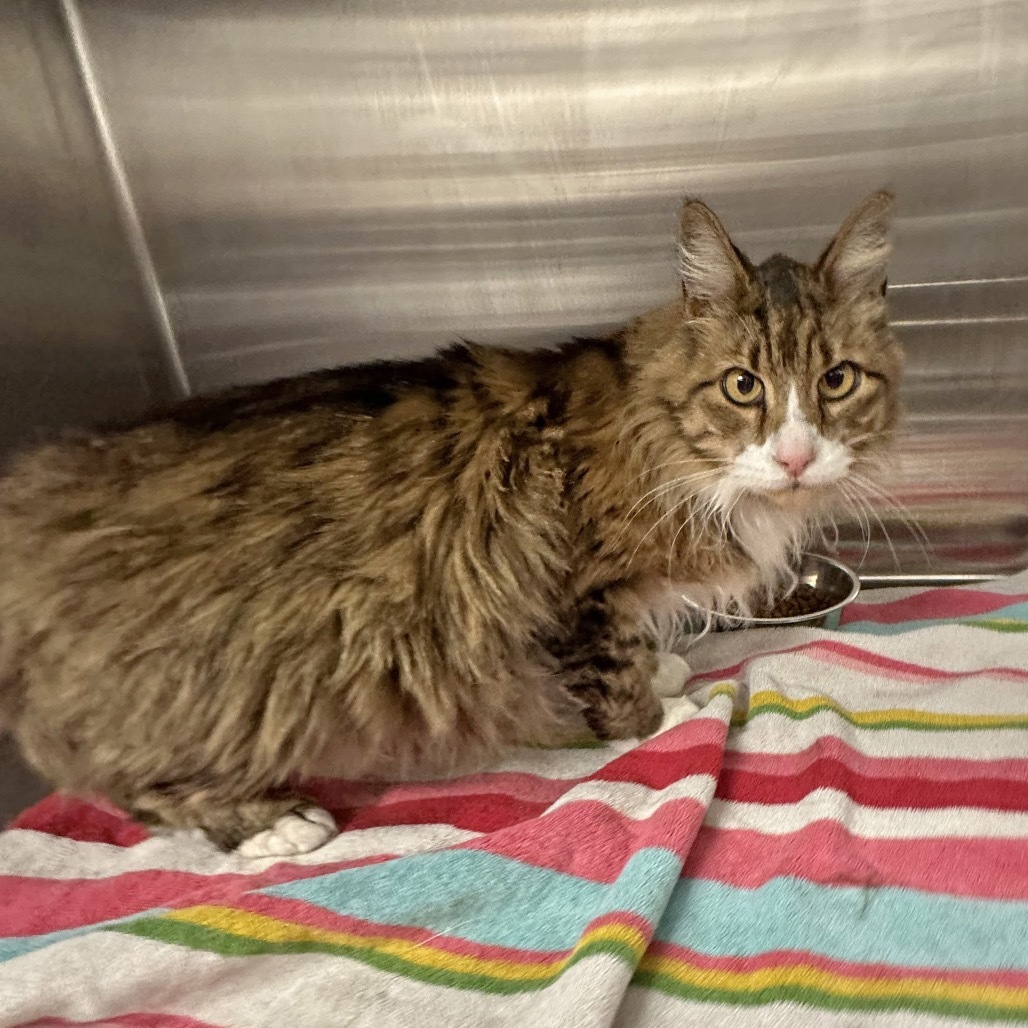 Rascal, an adoptable Domestic Long Hair in Hailey, ID, 83333 | Photo Image 2