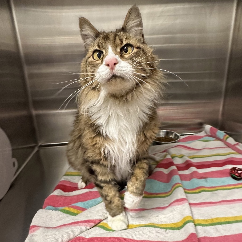 Rascal, an adoptable Domestic Long Hair in Hailey, ID, 83333 | Photo Image 3