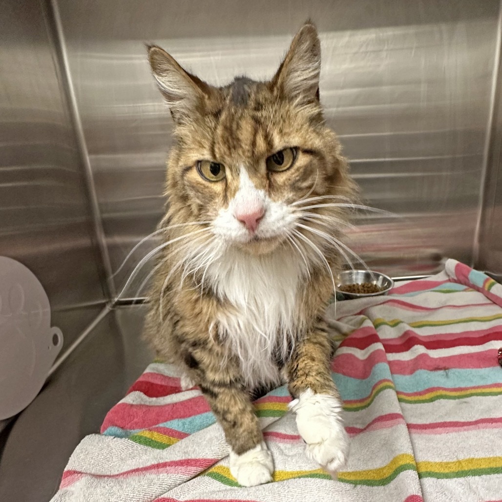 Rascal, an adoptable Domestic Long Hair in Hailey, ID, 83333 | Photo Image 4